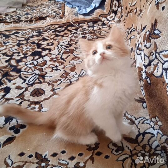 Котенок рыжий