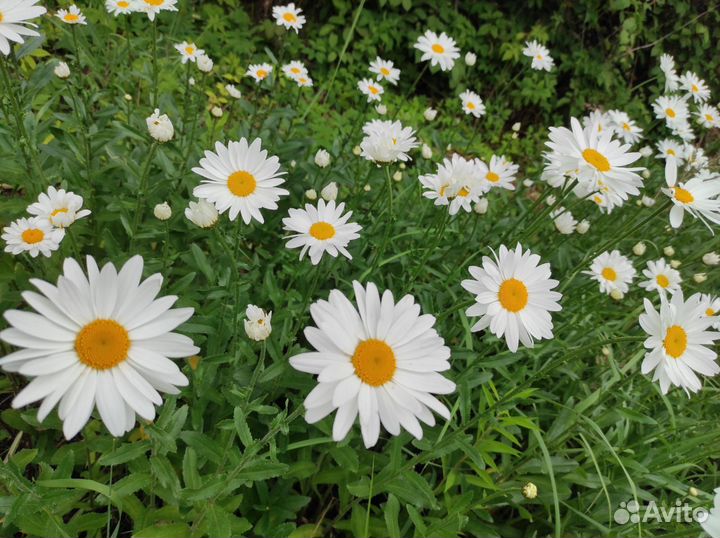 Букет ромашек крупных много
