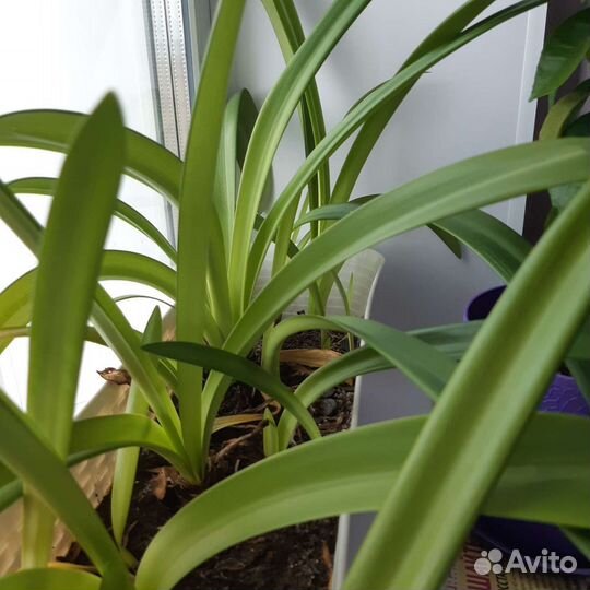 Гиппиаструм