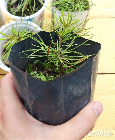 Кедр корейский и сибирский