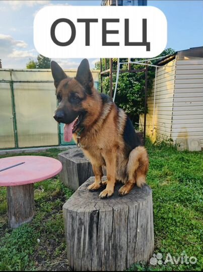 Щенки немецкой овчарки