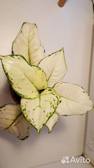 Аглаонема White Joy