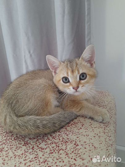 Британские котята