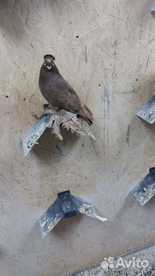 Продажа голубей