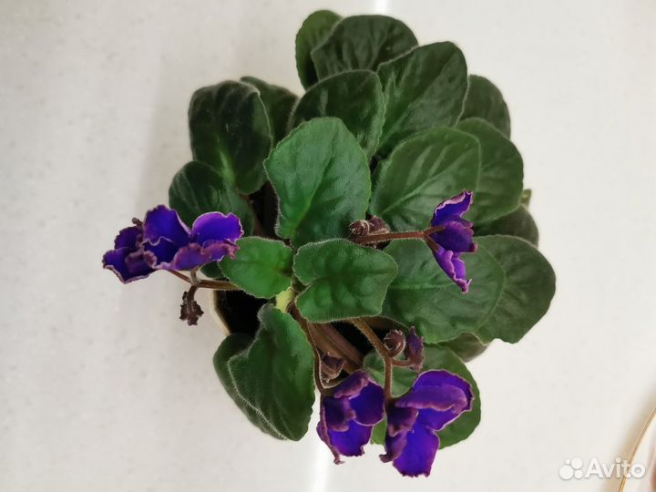 Цветущие фиалки