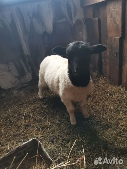 Ярки бараны дорпер