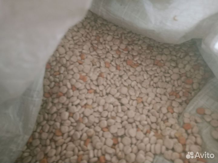 Семена люпина