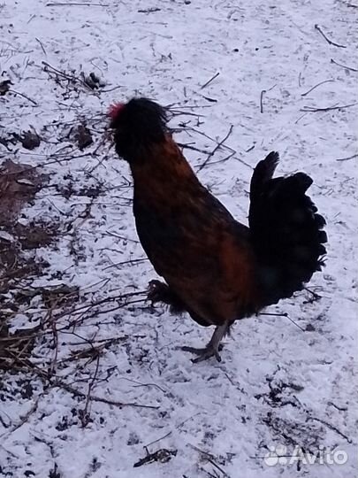 Петух (мини)