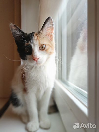 Кошка в дар