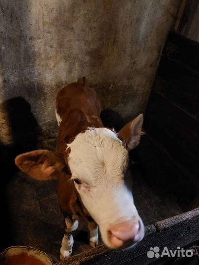 Бычки и быки