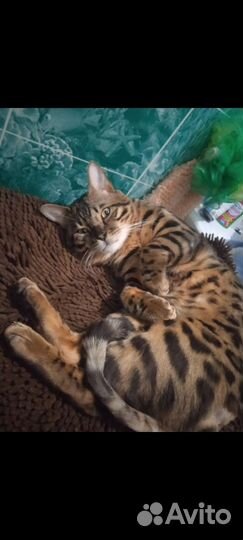 Бенгальская