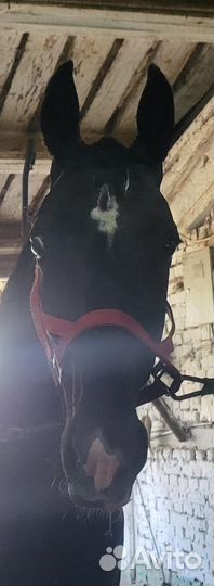 Орловский рысак