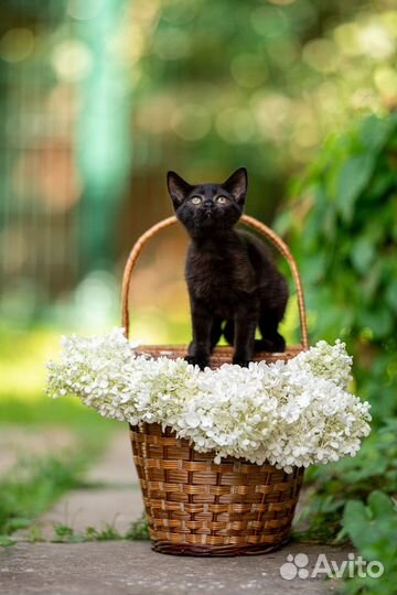 Котенок в добрые руки