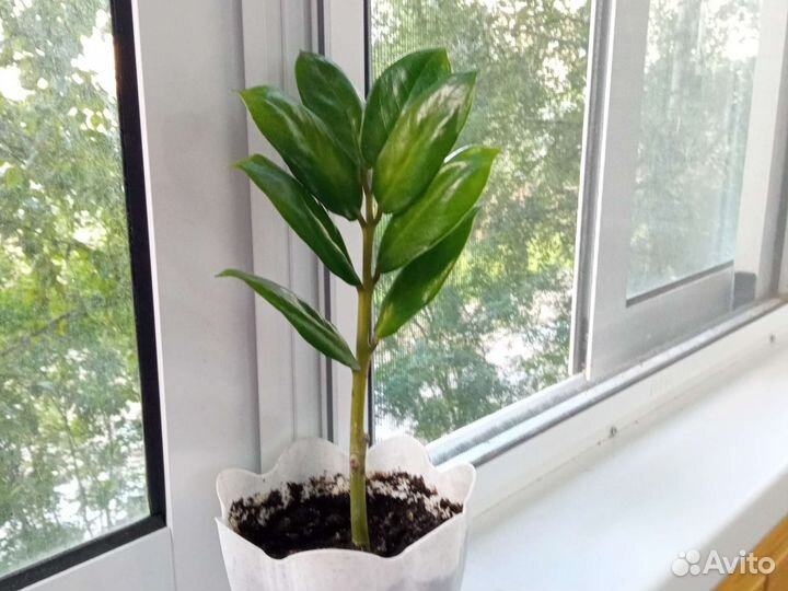 Замиокулькас- долларовое дерево