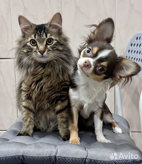 Передержка животных