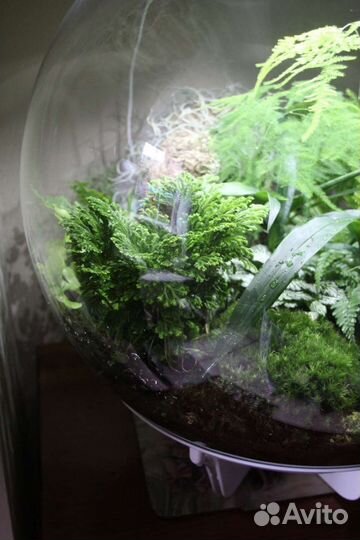 Селагинелла