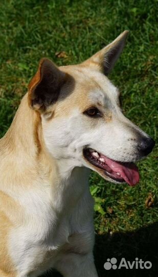 Собака в добрые руки отдам бесплатно