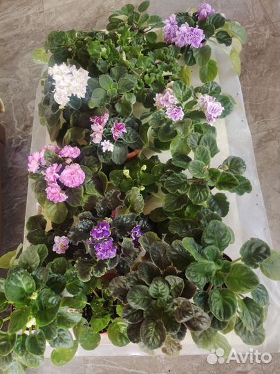 Фиалка сортовая Розмари