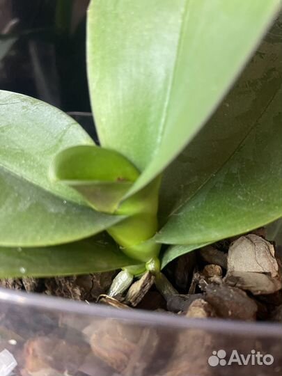 Орхидея фаленопсис биг лип