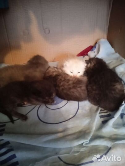 Продам котят