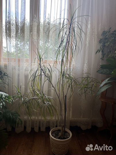 Пальма драцена