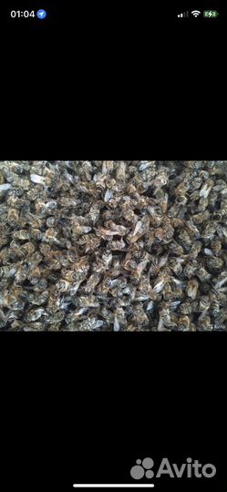 Пчелиный подмор