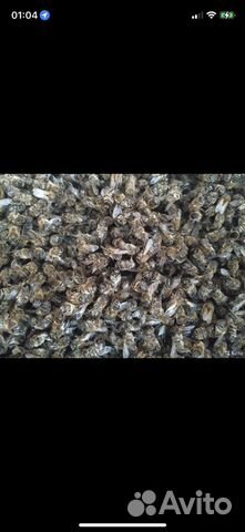 Пчелиный подмор