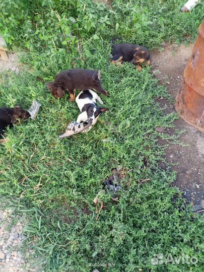 Щенок- Ягоза