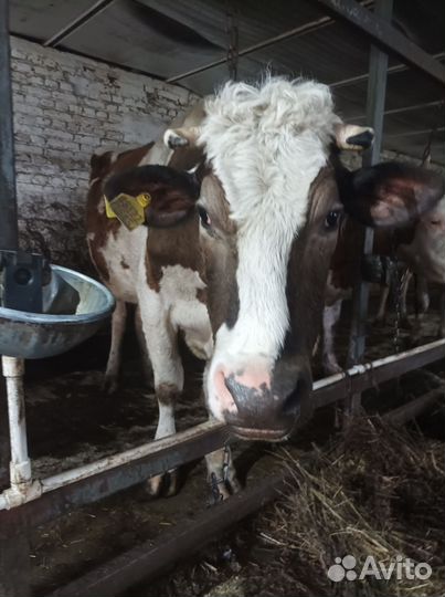 Корова дойная