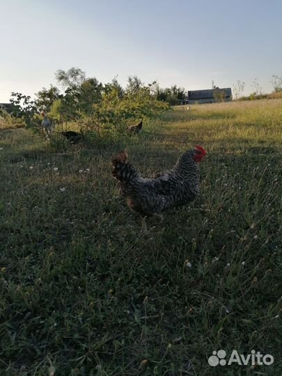 Домашние куры несушки