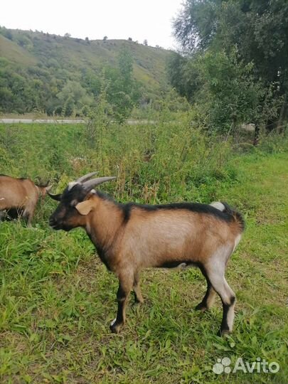 Козел альпийский