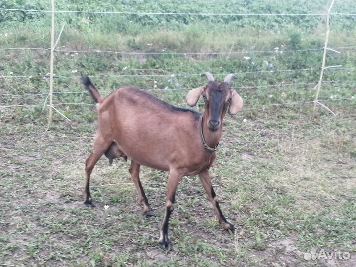 Коза дойная молочная