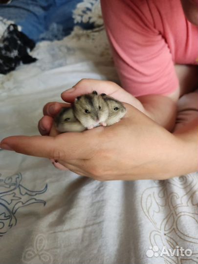 Джунгарский хомяк