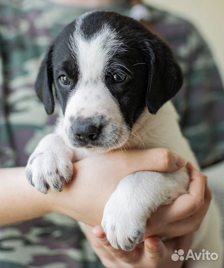 Щенок в добрые руки