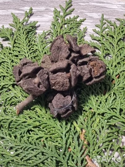 Шишки кипариса, цена за набор 40 шт