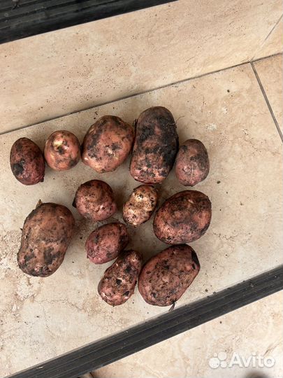 Картофель оптом
