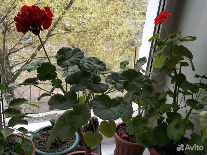 Взрослые герани