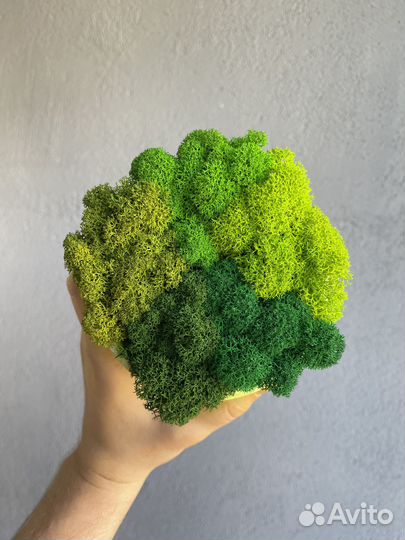 Стабилизированный мох, Оливковый