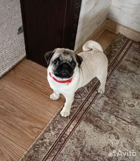 Щенки мопса