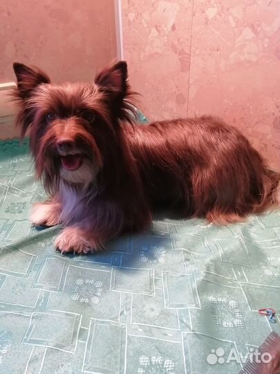 Шоколадная йорк девочка 2 года