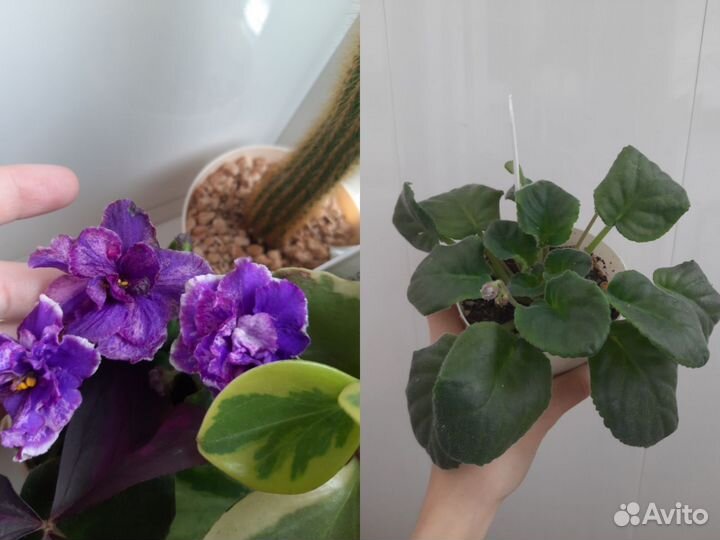 Сортовые фиалки