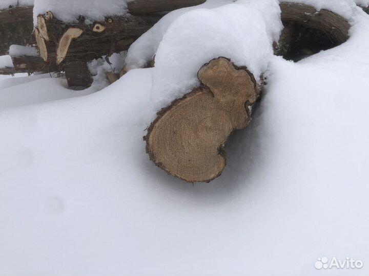 Стволы можжевельника