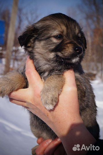 Собаки щенки бесплатно