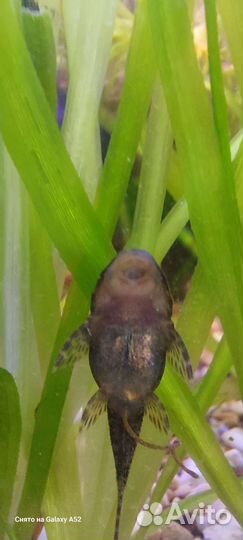 Гуппи,анциструс