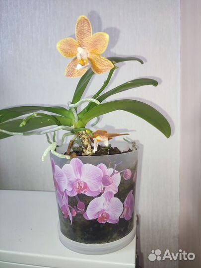 Орхидея мультифлора мини