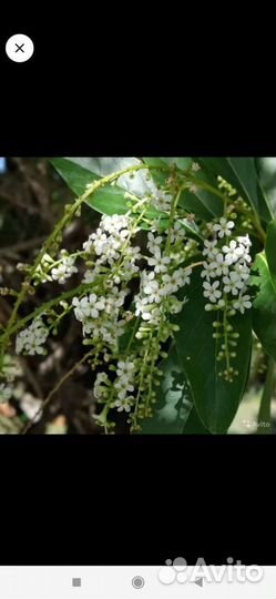 Цитарексилум