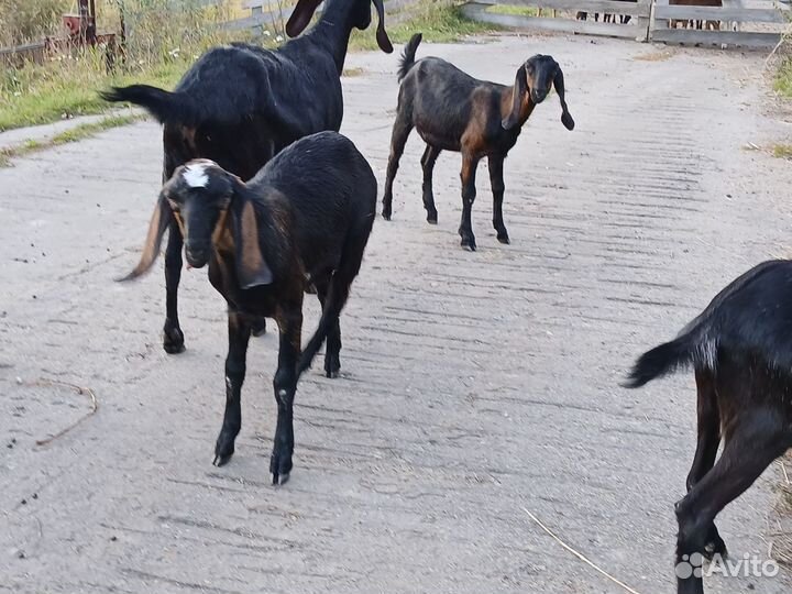 Козлята и Дойные козы