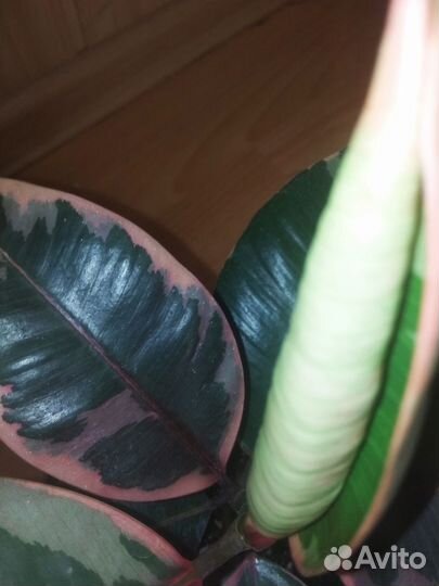 Фикус эластика Белиз