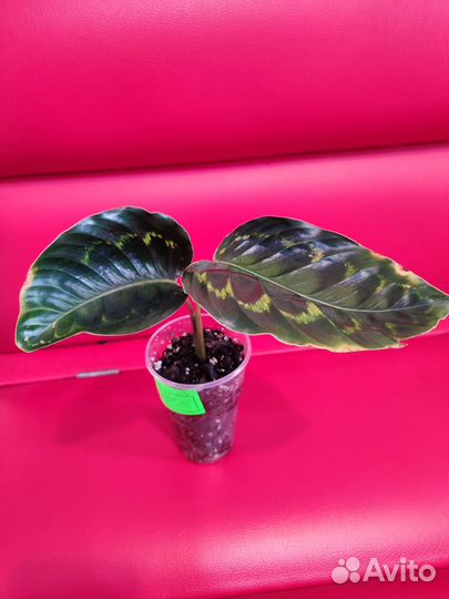 Калатея Veitchiana, вейча