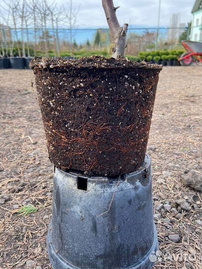 Яблоня 3х лет саженцы с доставкой